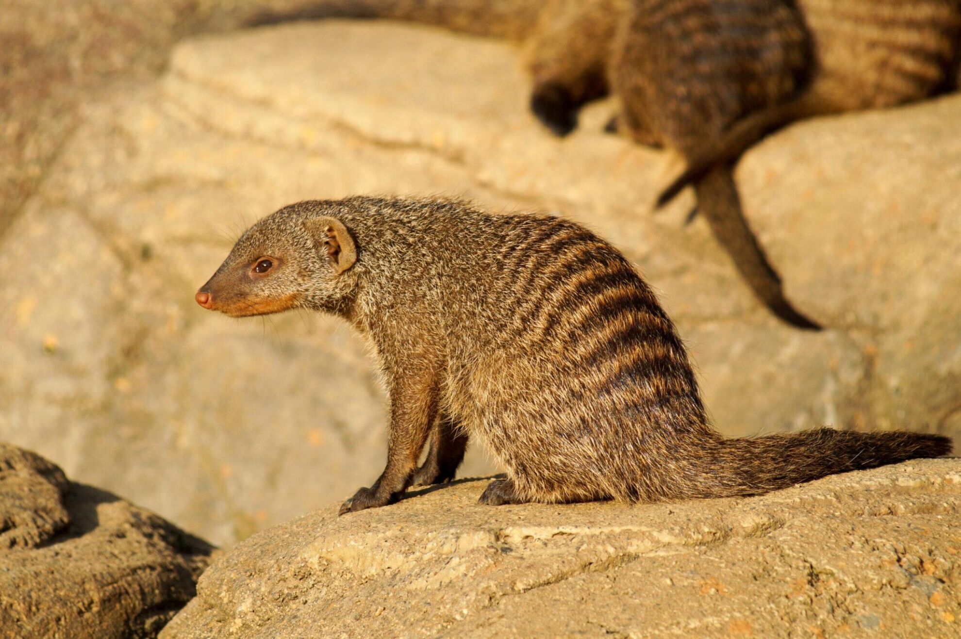 Game Hunting Adventures: The Banded Mongoose