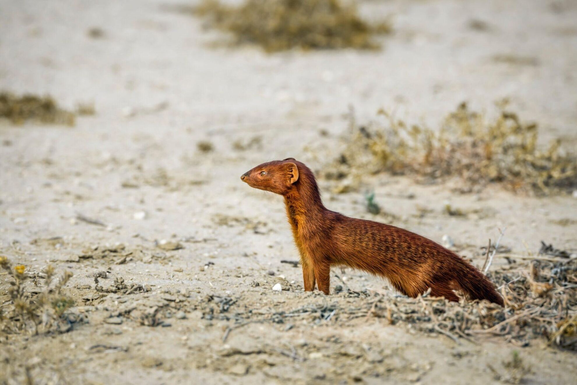 Specialty Game Hunting Safaris: The Slender Mongoose