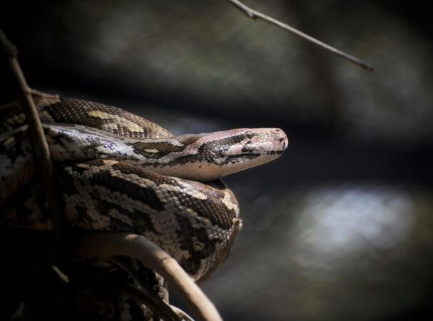 African Hunts: The Central African Rock Python