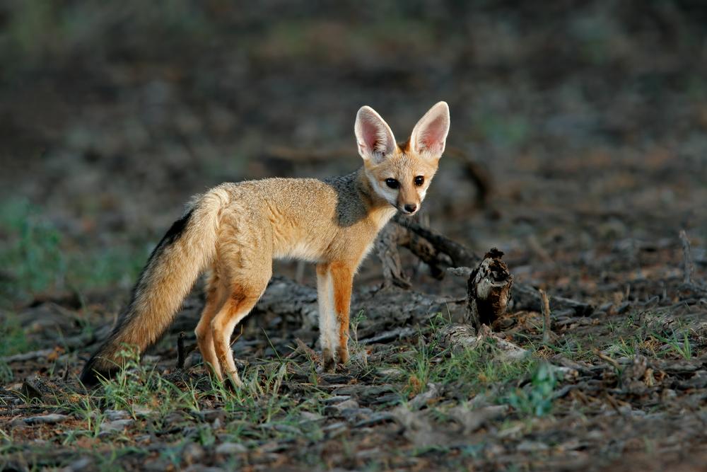 Cape Fox Hunting In Africa