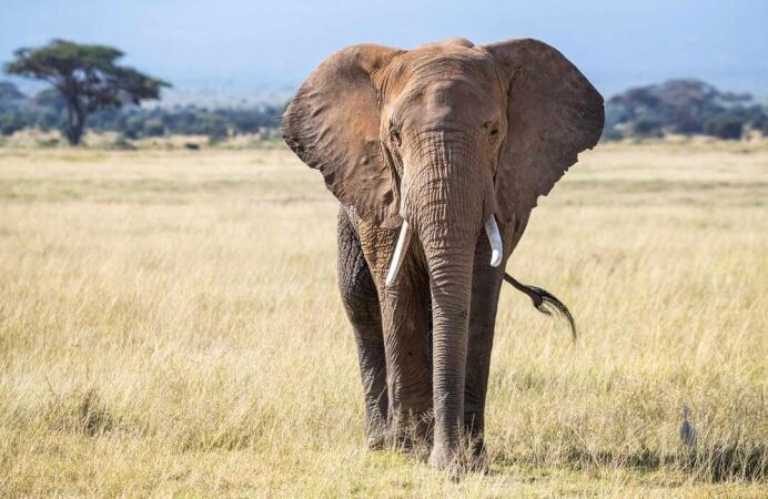 Shot Placement On African Elephant