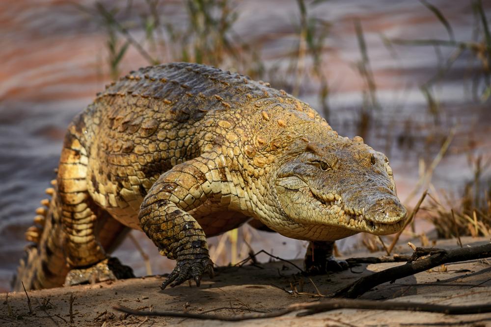 Shot Placement On Crocodile