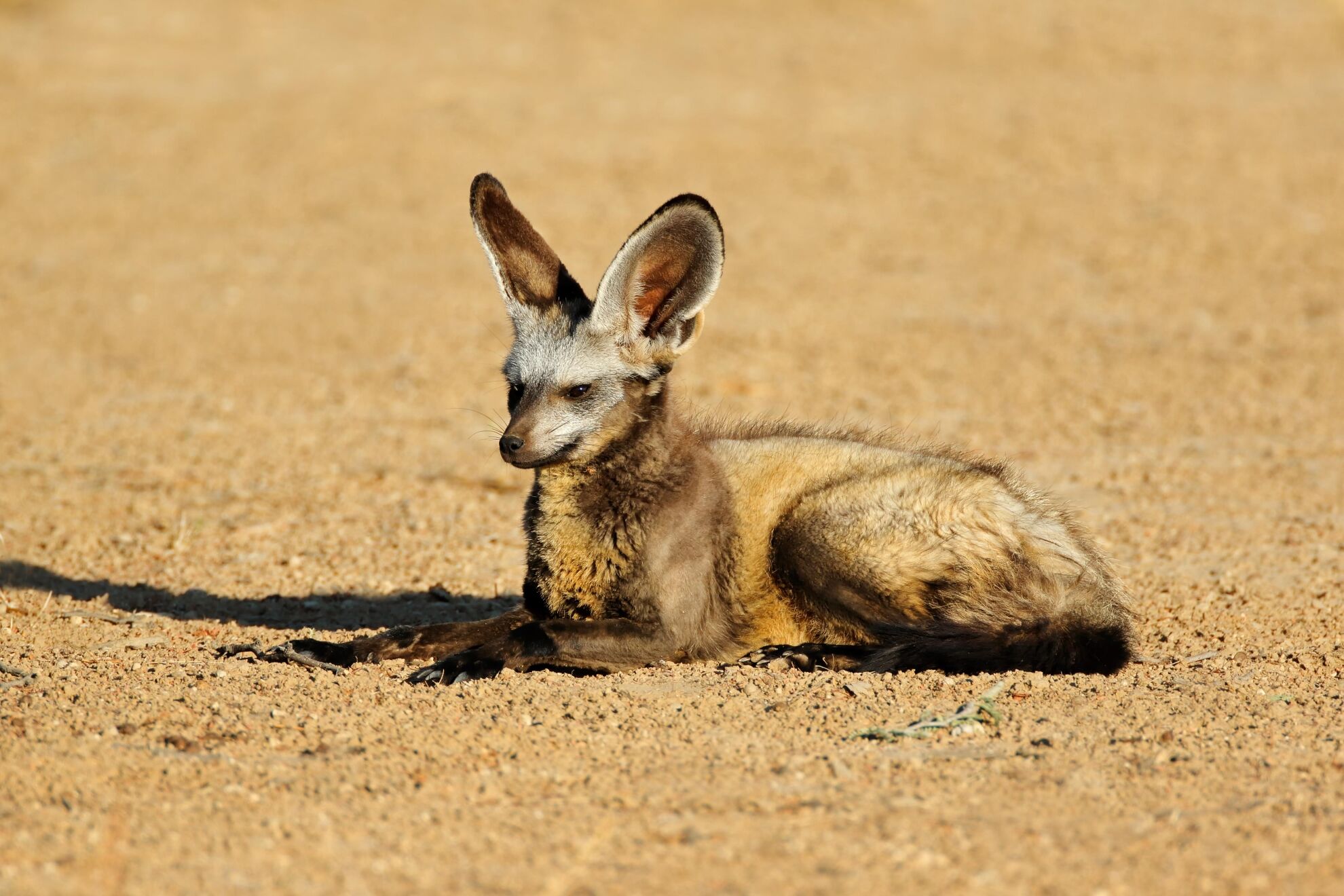 Bat-Eared Fox Hunting in Africa