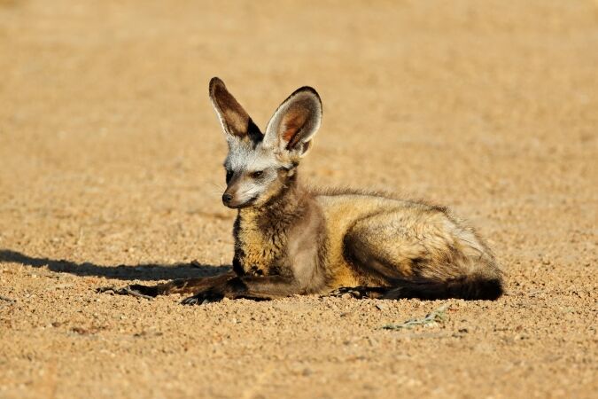 Bat-Eared Fox Hunting in Africa