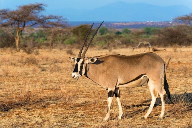 Ethiopian Safari Hunts: Harvesting The Beisa Oryx