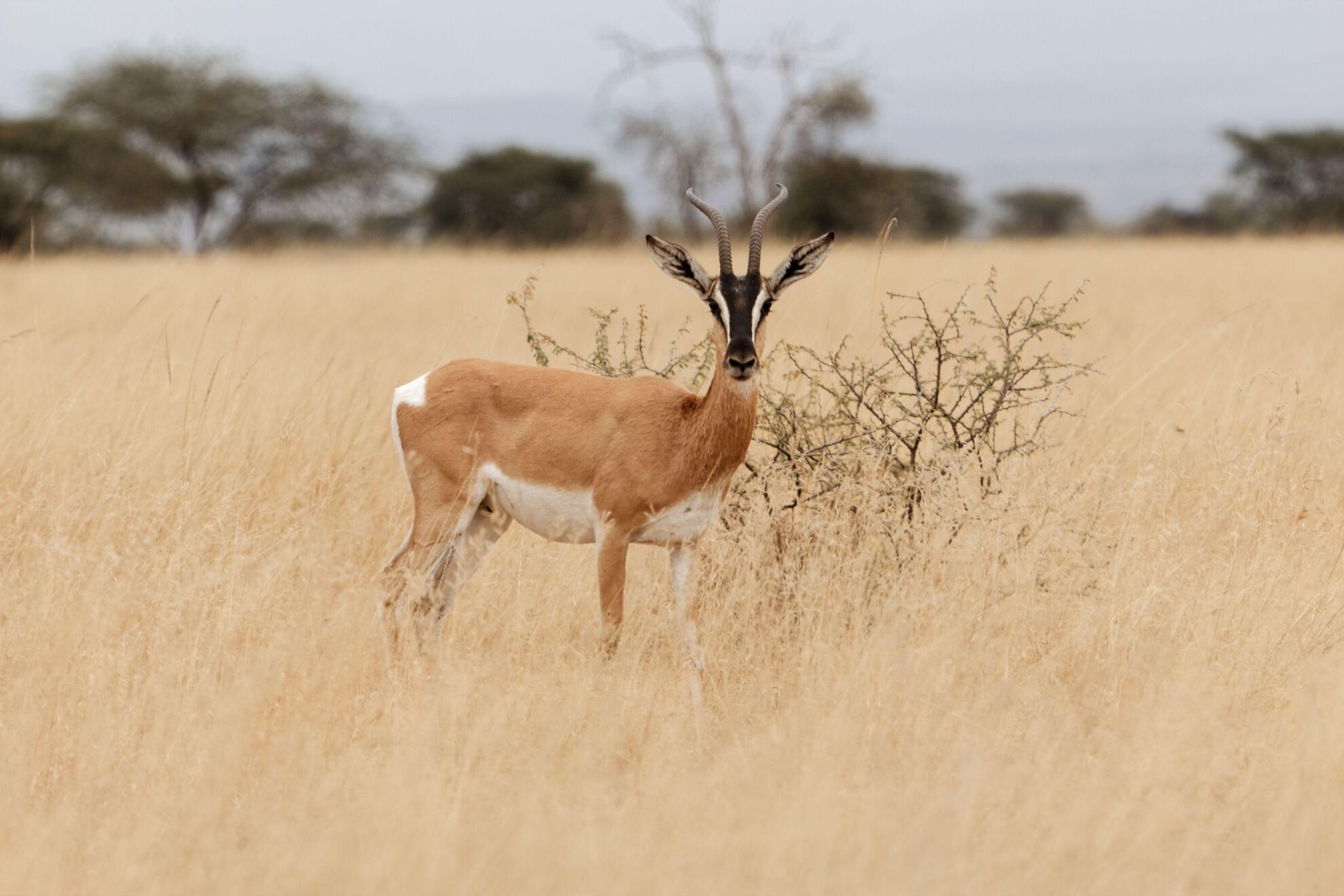 African Plains Game Safaris: Hunting The Soemmerring’s Gazelle