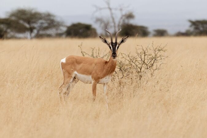 African Plains Game Safaris: Hunting The Soemmerring’s Gazelle