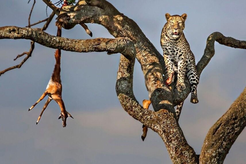 Ultimate Guide to Hunting Safaris in Africa: Game Hunting Safaris for Ethical Adventures & Top Outfitters