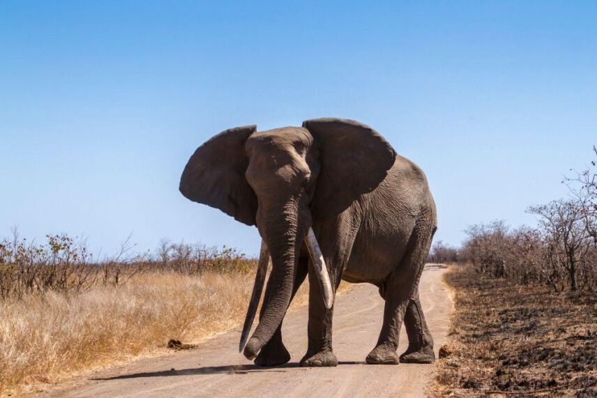 Trophy Hunting In Africa: Popular Species, Big and Small