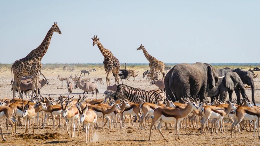 How Do I Choose A Reputable Hunting Outfitter In Africa For Unforgettable Game Hunting Safaris?