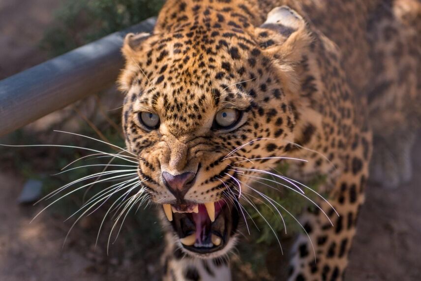Hunting In Zambia: Exploring The Famed Luangwa Valley