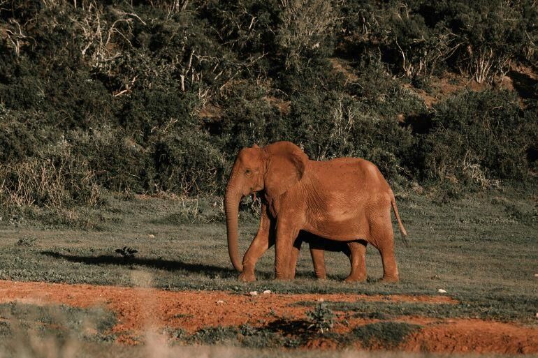 Tuskless Elephant Hunting in Zimbabwe