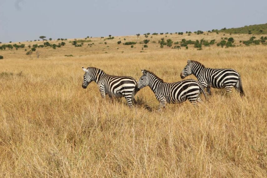 What Is Game Hunting? Discover The Ultimate Game Hunting Safaris Experience