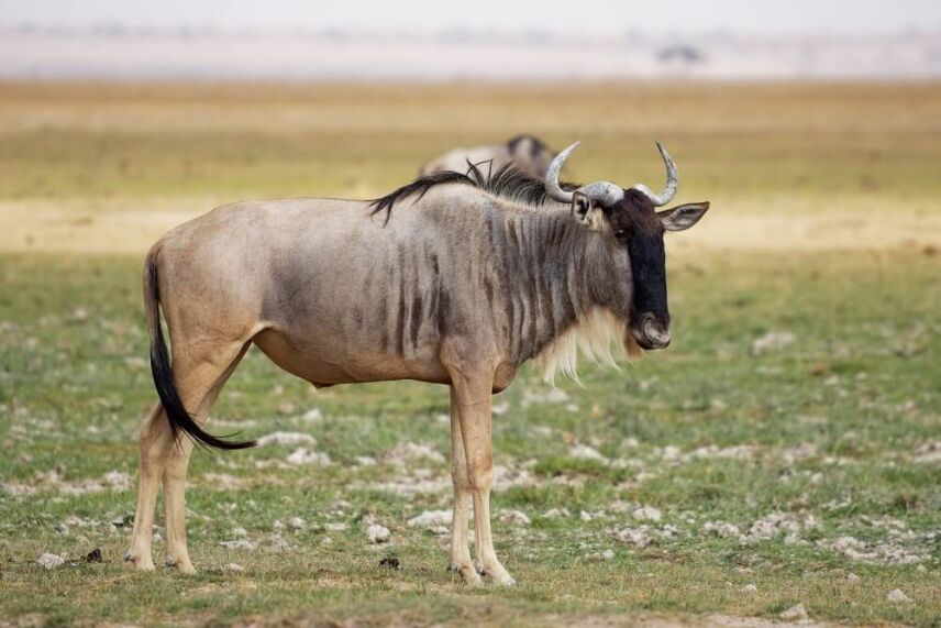 Hunting In Tanzania: Why American Hunters Love Maasailand