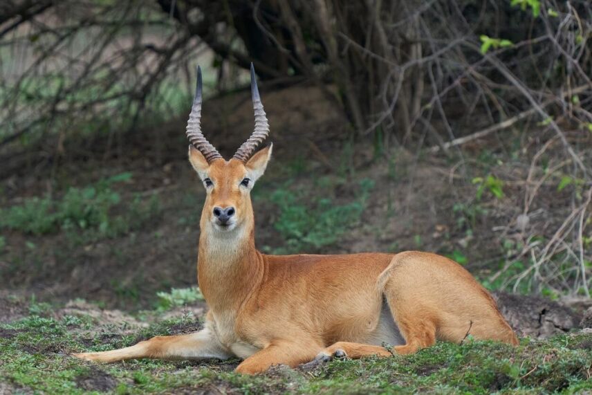 Beyond The Big 5: The Allure Of Plains Game Hunting In Africa