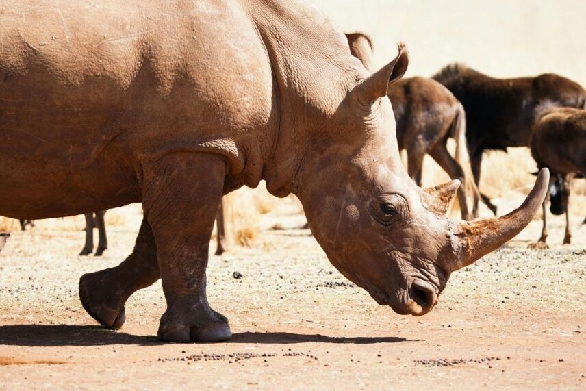 Regulations And Ethics In Botswana Safari Hunting