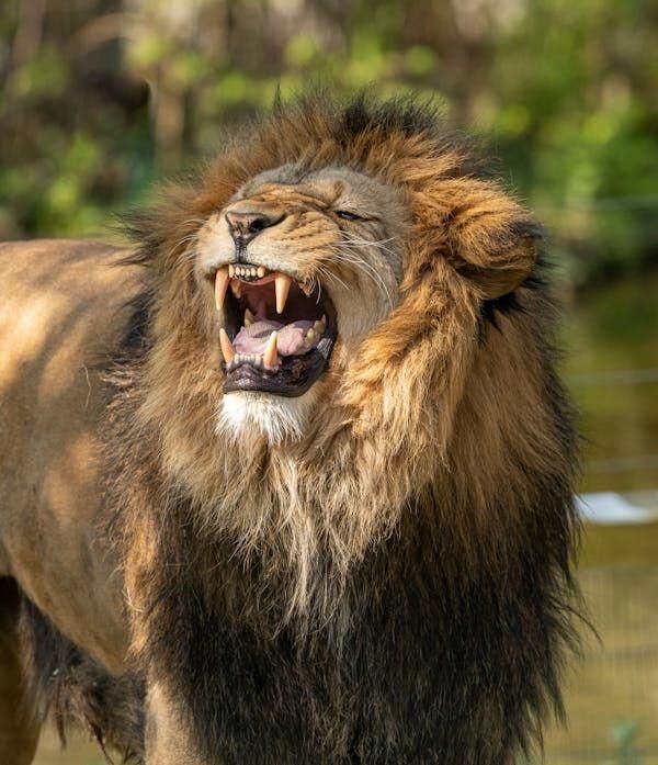 The Big Five: Understanding Africa’s Iconic Game Animals