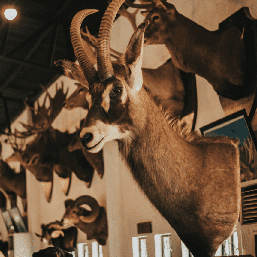 Trophy Import Bans In US Politics: Impact On Game Hunting Safaris And Conservation Efforts