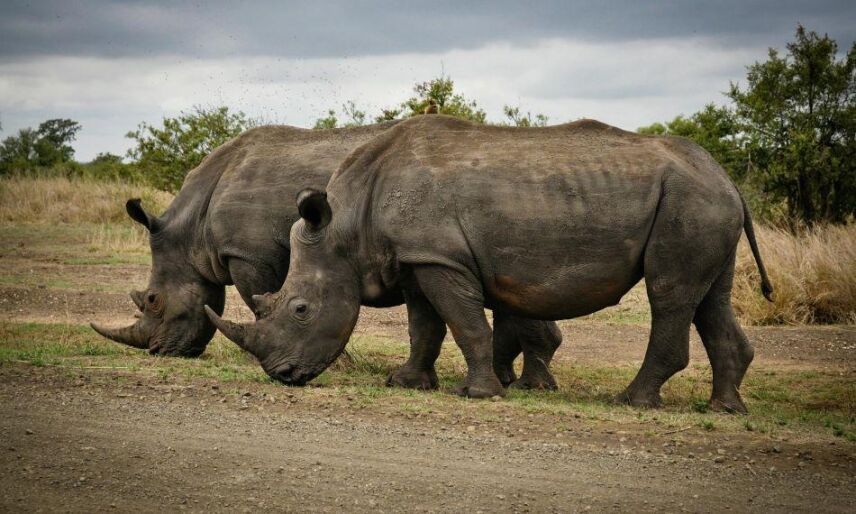 South African Outfitters: How They Contribute To Conservation