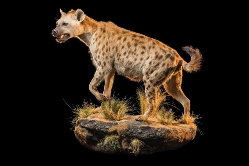 The A-Z of African Taxidermy: Tips, Techniques And More