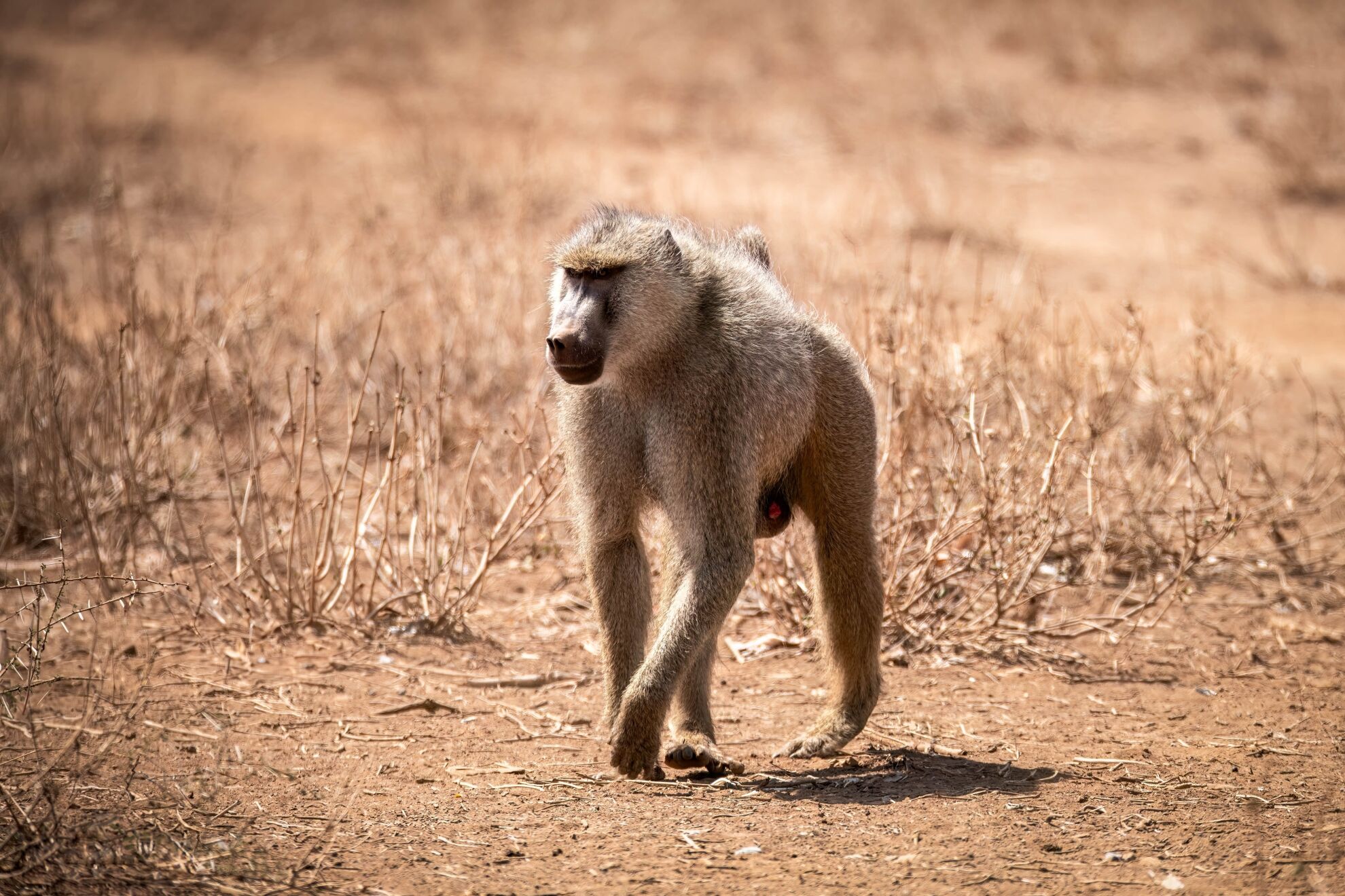 Specialty Game Hunting: Tracking The Yellow Baboon
