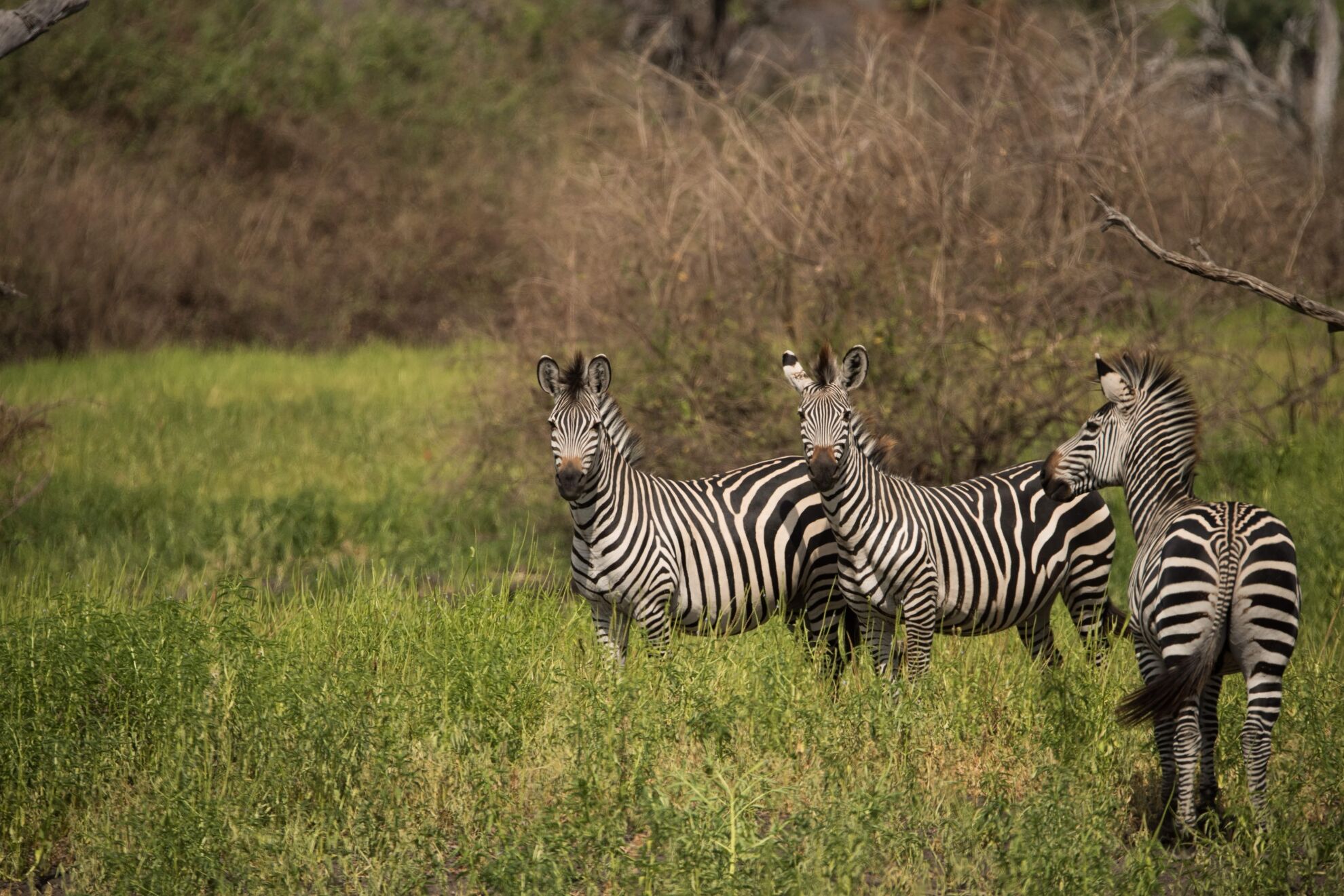 Selous Zebra Hunting Safaris In Africa