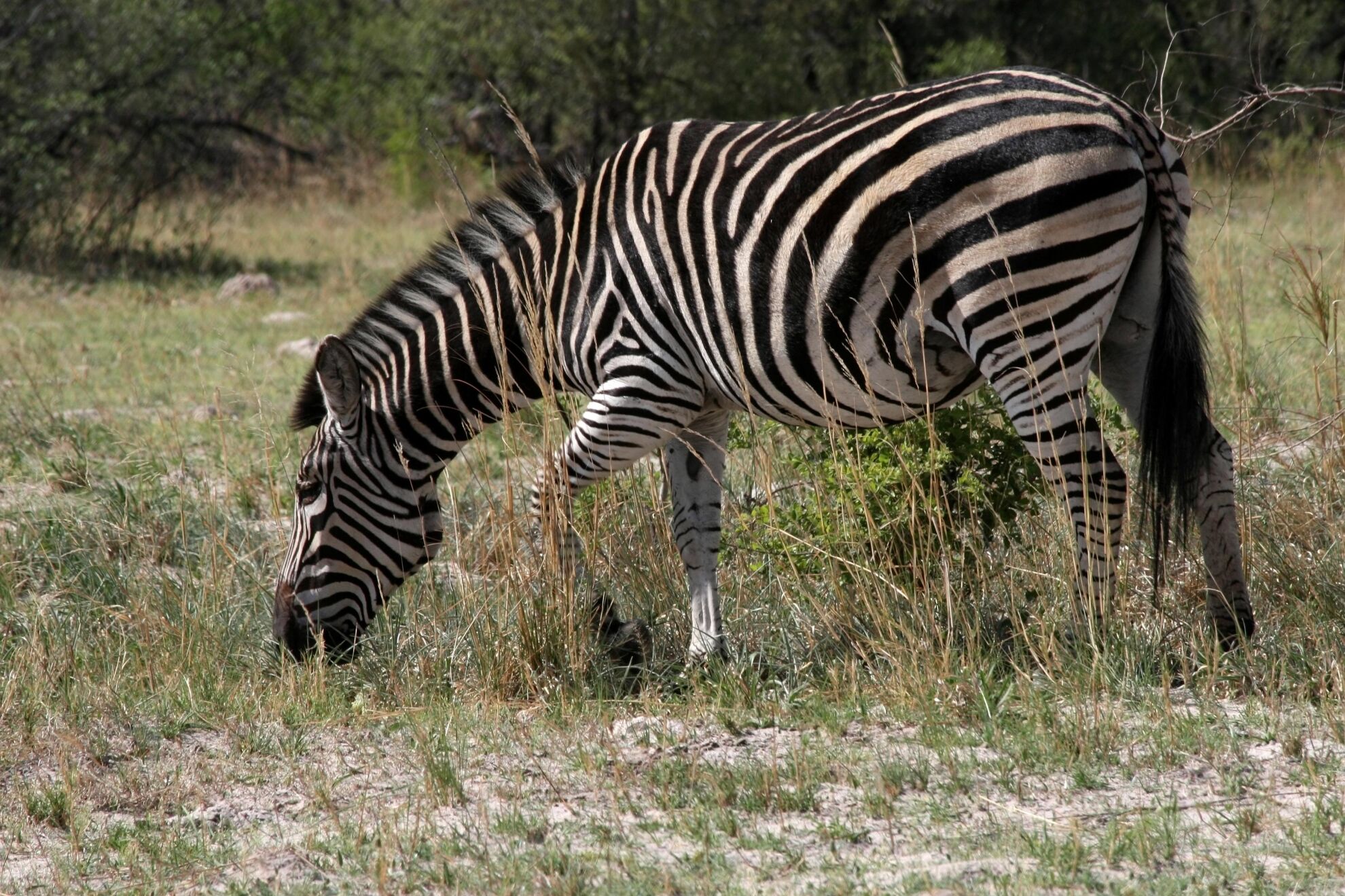 Hunting The Chapman’s Zebra On An African Hunting Safari