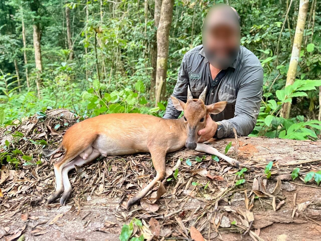 Targeting The Ogilby’s Duiker On An African Hunt