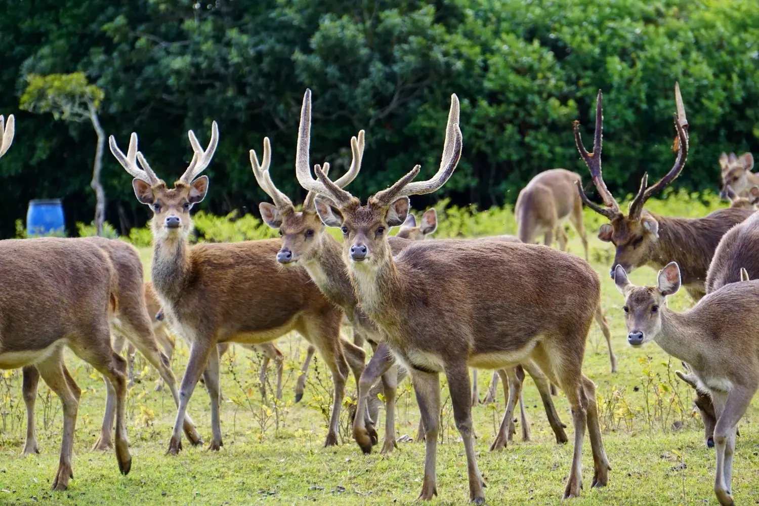 Rusa Deer Hunting In Mauritius