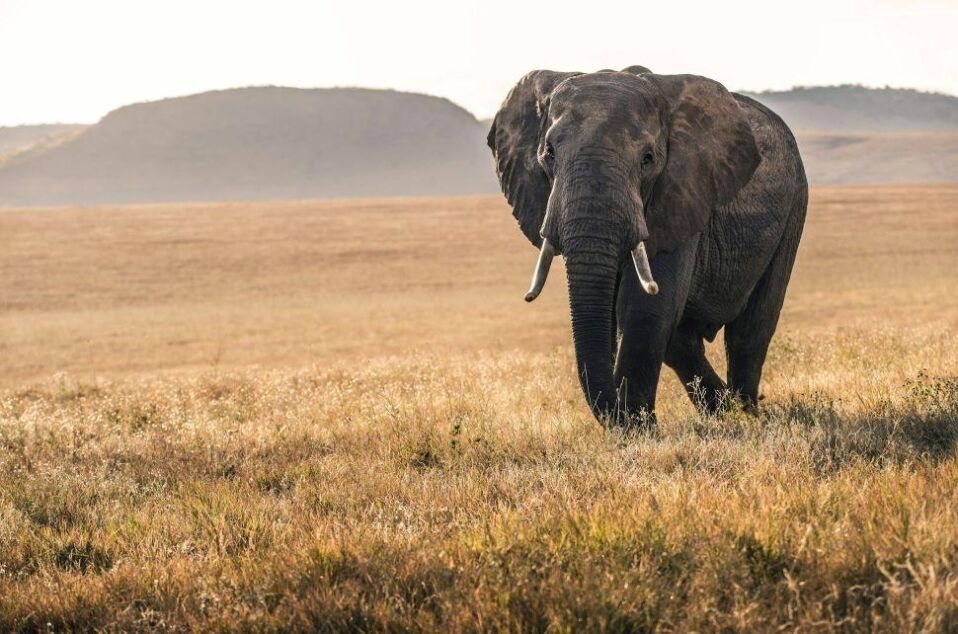 Botswana's Elephant Hunting Policies