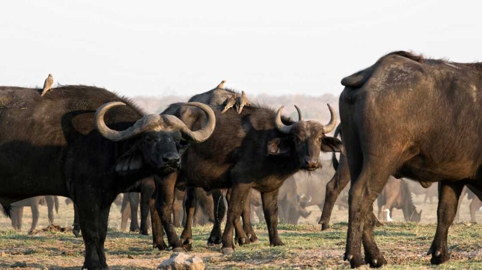 Conservation-Focused Buffalo Hunting Season In Zimbabwe Opens