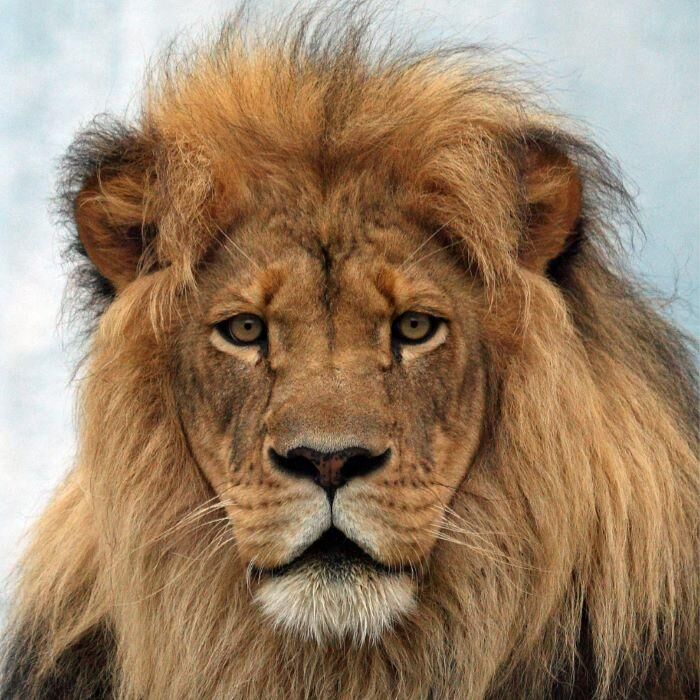 The Top 3 Destinations For Hunting Lions In Africa