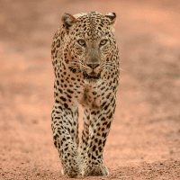 Tracking The History Of Leopard Hunting In Africa