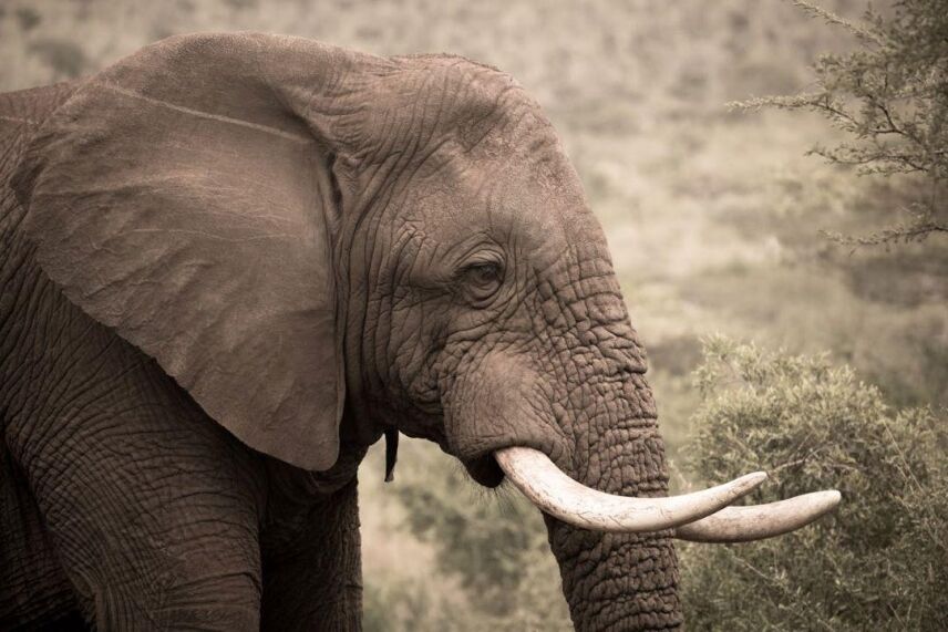 Why Are They Called The Big Five Animals: Untangling The History And Significance
