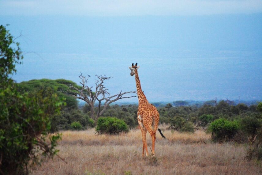 Why Choose Hunting In Mozambique For Your Next Adventure?