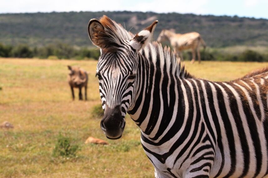 A First Hunt In Africa: Essential Items To Pack For The Trip