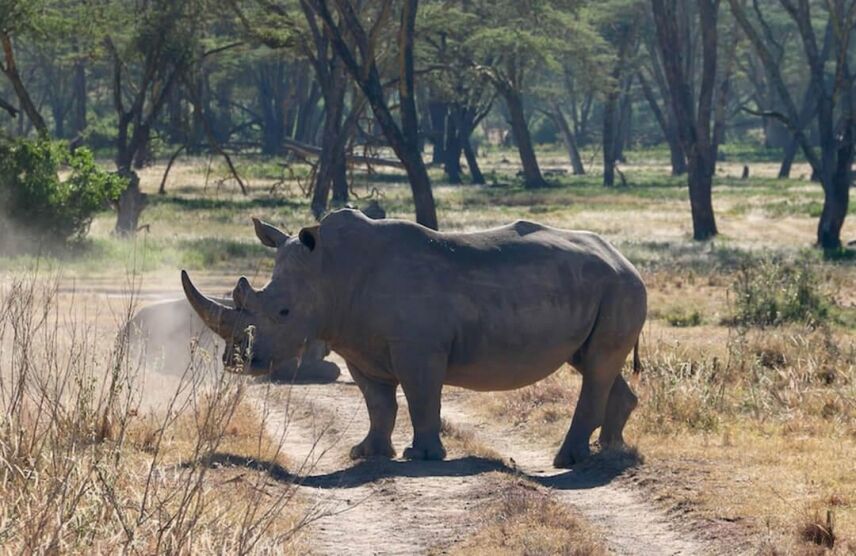 Big Game Hunting In Africa: A Hunter’s Dream Safari