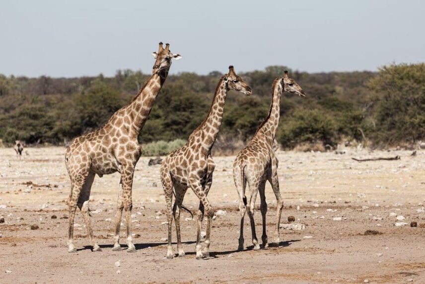 Namibia Hunting: Go With The Bow