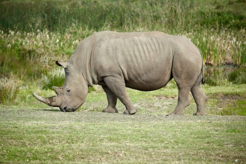 Spoilt For Choice: A Hunting Safari In South Africa