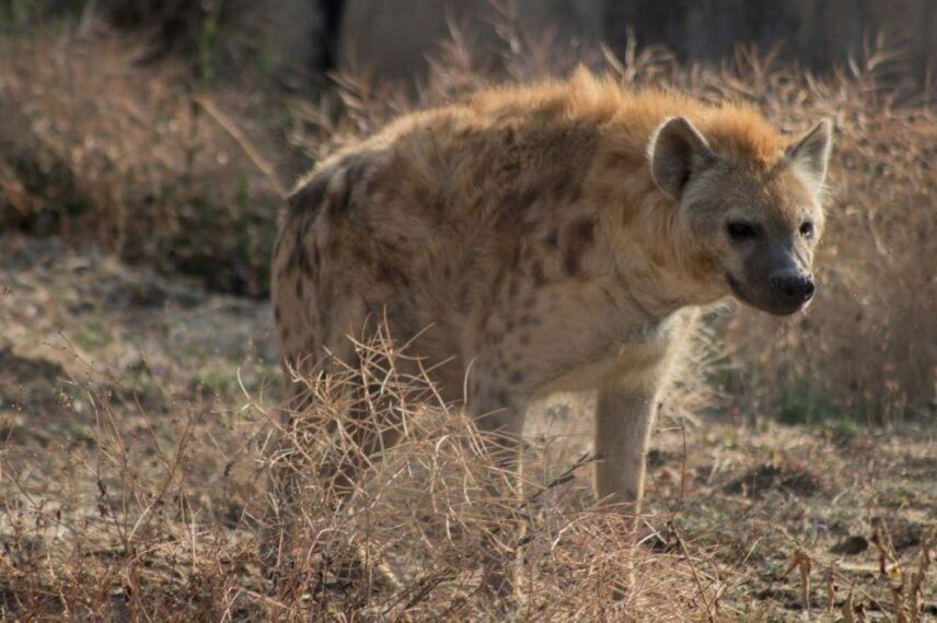 Hyena Hunting Part 1: History, Myths & Hunts