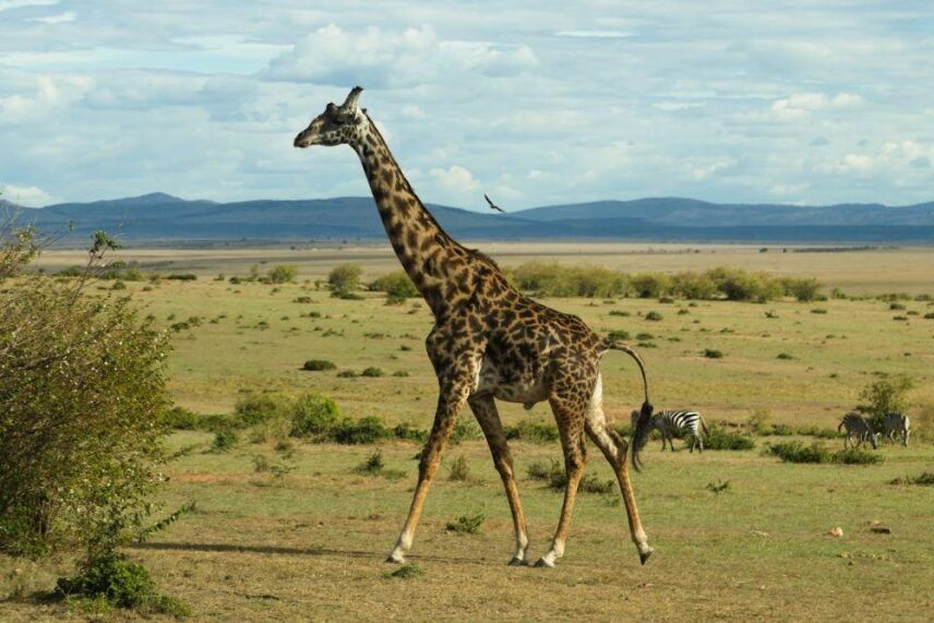 African Hunts: A Newbie’s Guide