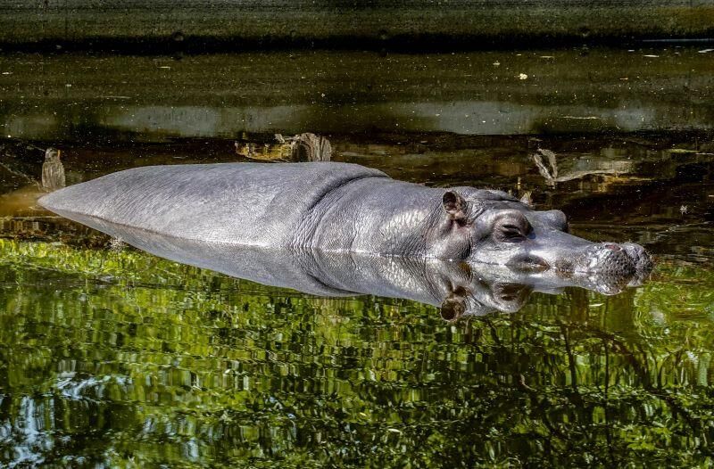 Hippo Hunting In Mozambique: A Dangerous Challenge