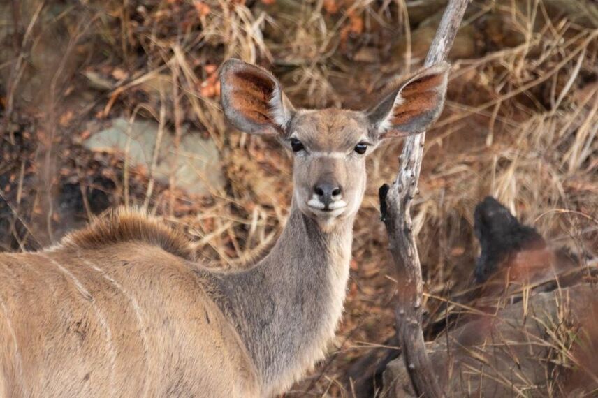 A Budget Hunting Safari In Africa & What It Offers
