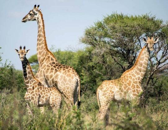 Hunting in South Africa: Giraffe Hunting in Thabazimbi, Limpopo