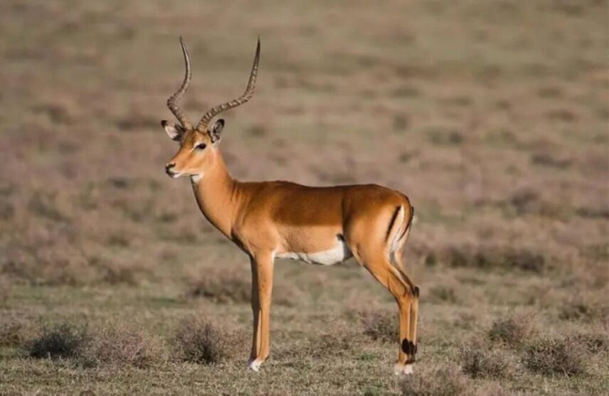 Favorite South African Plains Game