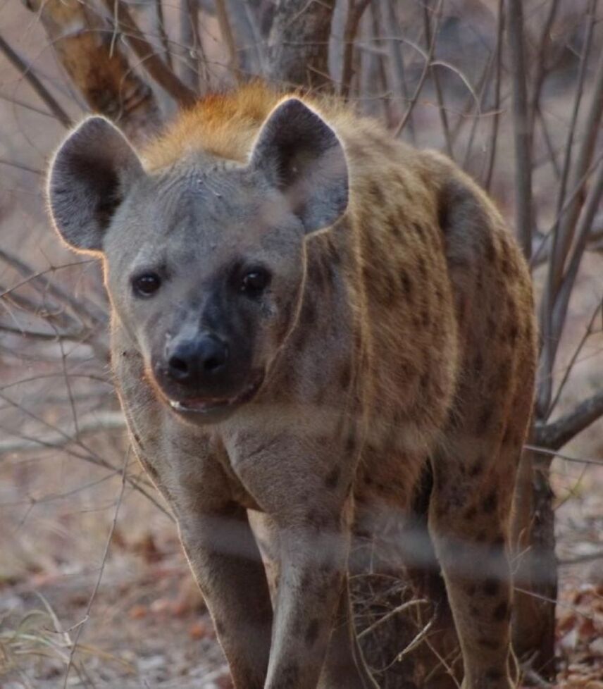 Hyena Hunting And Other Nighttime Critters