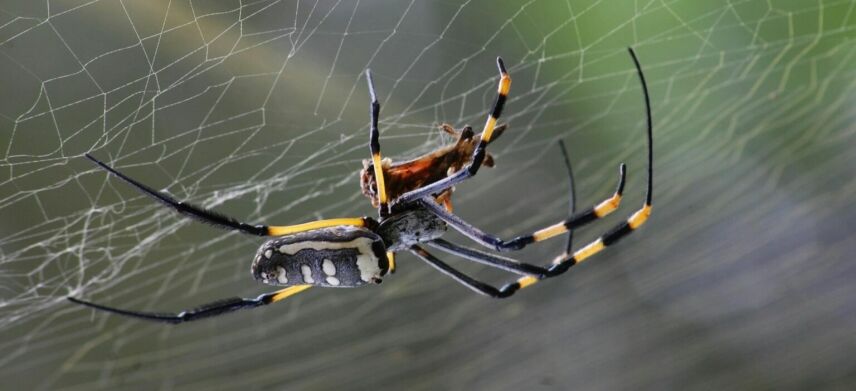 Critters, Pests, And Dangers When Big 5 Hunting In Africa