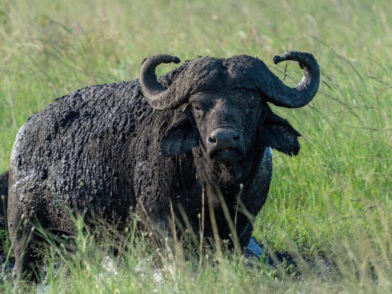 Dagga boys are older, mature and often aggressive buffalo bulls targeted during game hunting safaris.