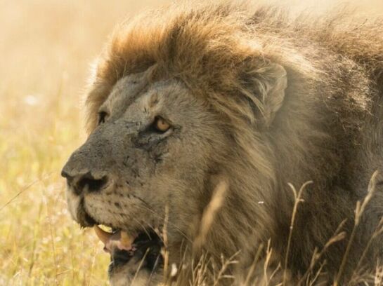 Big 5 game hunting in Africa doesn't get much better than hunting the African lion