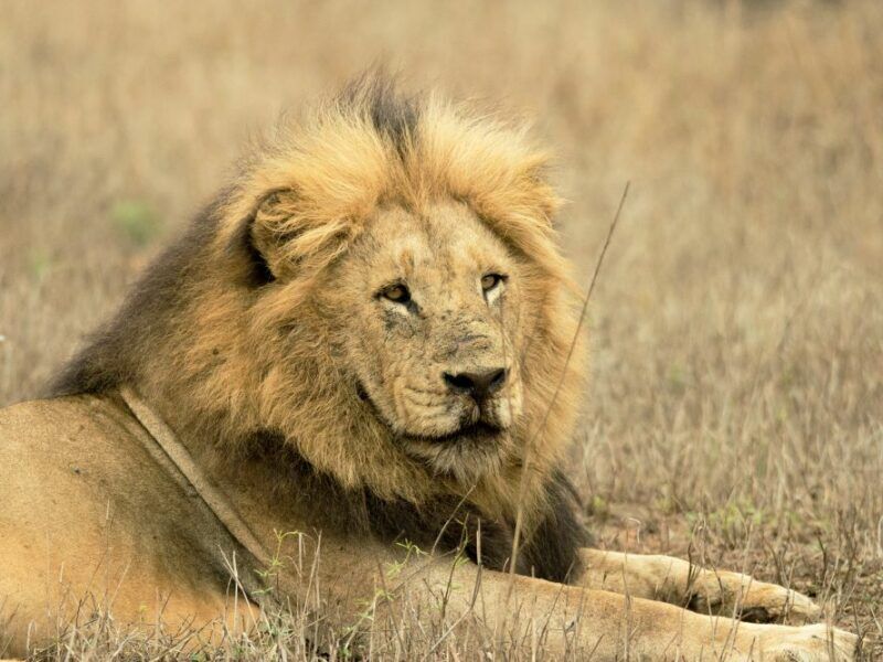 Lion lying in the grass